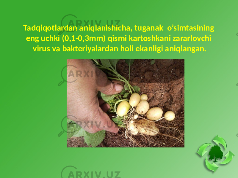 Tadqiqotlardan aniqlanishicha, tuganak o’simtasining eng uchki (0,1-0,3mm) qismi kartoshkani zararlovchi virus va bakteriyalardan holi ekanligi aniqlangan. 