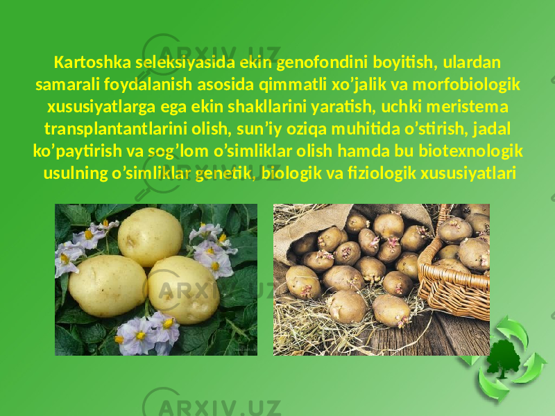 Kartoshka seleksiyasida ekin genofondini boyitish, ulardan samarali foydalanish asosida qimmatli xo’jalik va morfobiologik xususiyatlarga ega ekin shakllarini yaratish, uchki meristema transplantantlarini olish, sun’iy oziqa muhitida o’stirish, jadal ko’paytirish va sog’lom o’simliklar olish hamda bu biotexnologik usulning o’simliklar genetik, biologik va fiziologik xususiyatlari 