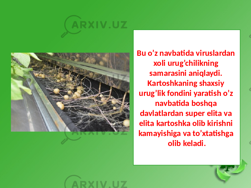 Bu o’z navbatida viruslardan xoli urug’chilikning samarasini aniqlaydi. Kartoshkaning shaxsiy urug’lik fondini yaratish o’z navbatida boshqa davlatlardan super elita va elita kartoshka olib kirishni kamayishiga va to’xtatishga olib keladi. 