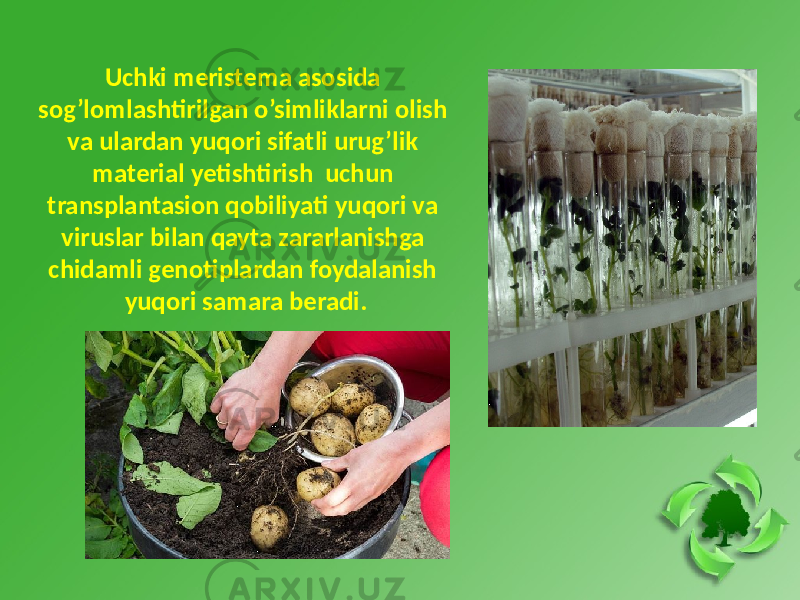 Uchki meristema asosida sog’lomlashtirilgan o’simliklarni olish va ulardan yuqori sifatli urug’lik material yetishtirish uchun transplantasion qobiliyati yuqori va viruslar bilan qayta zararlanishga chidamli genotiplardan foydalanish yuqori samara beradi. 