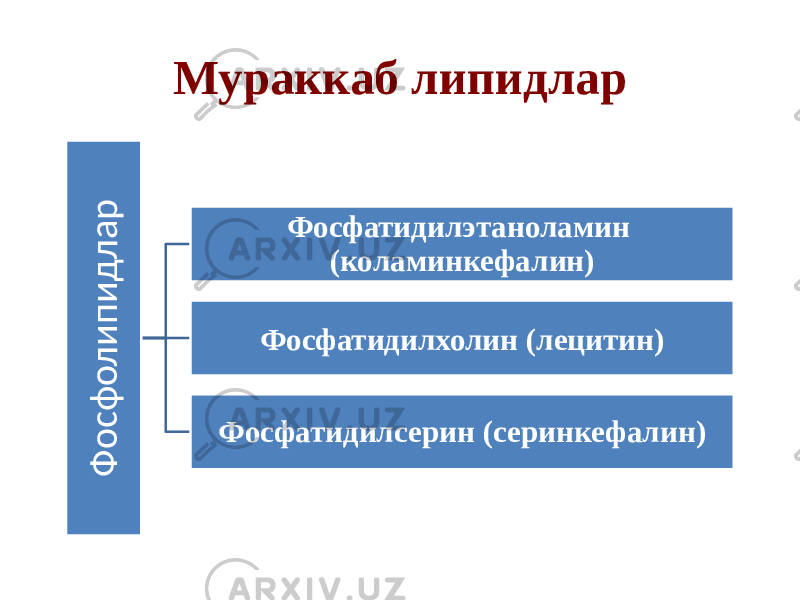 Мураккаб липидларФ о с ф о л и п и д л а р Фосфатидилэтаноламин (коламинкефалин) Фосфатидилхолин (лецитин) Фосфатидилсерин (серинкефалин) 