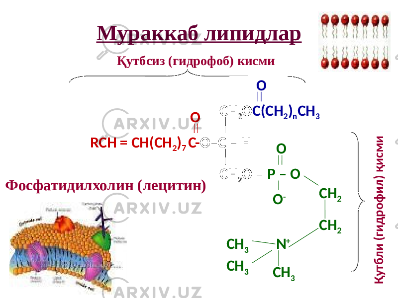 Мураккаб липидлар СН 2 О С(СН 2 ) n СН 3 RCH = CH(CH 2 ) 7 C- О–С – Н СН 2 О – Р – О О О -О О СН 2 СН 2 N + СН 3 СН 3 СН 3Қутбсиз (гидрофоб) кисмиҚ у тб л и (ги д р о ф и л ) қ и с м и Фосфатидилхолин (лецитин) 