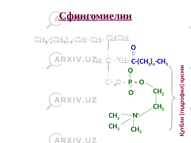 Сфингомиелин СНОH H–С –NН- СН 2 О – Р – ОО О -О СН 2 СН 2 N + СН 3 СН 3 СН 3Қ у тб л и (ги д р о ф и л ) қ и с м иС-(СН 2 ) n -СН 3CH 3 -(CH 2 ) 12 -CH=CH- 