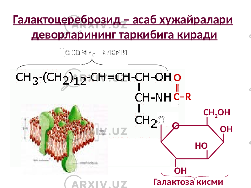 Галактоцереброзид – асаб хужайралари деворларининг таркибига киради С–RO О О ОН СН 2 ОН ОН НОЦерамид кисми Галактоза кисми 