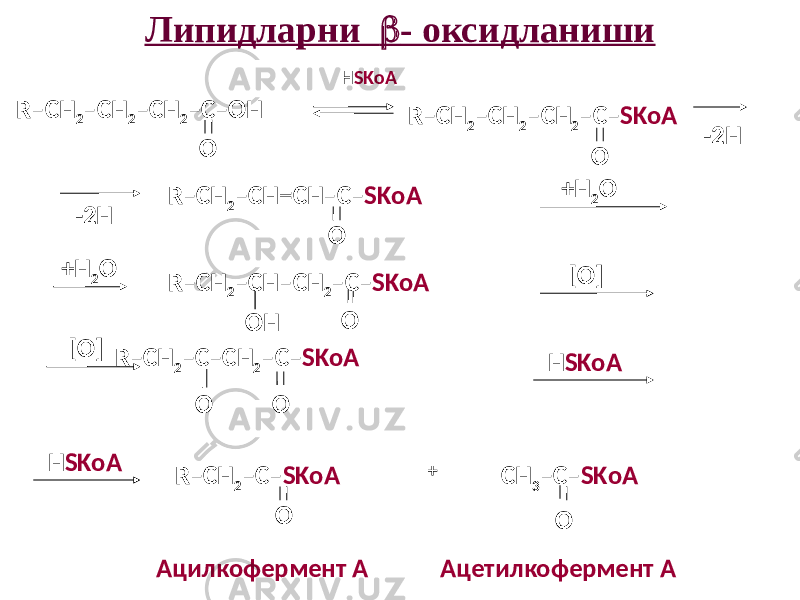 Липидларни  - оксидланиши R–CH 2 –CH 2 –CH 2 –C–OH O H SKoA R–CH 2 –CH 2 –CH 2 –C– SKoA O -2H R–CH 2 –CH=CH–C– SKoA O +H 2 O R–CH 2 –CH–CH 2 –C– SKoA O OH O OR–CH 2 –C–CH 2 –C– SKoA [O] H SKoA + R–CH 2 –C– SKoA O CH 3 –C– SKoA O-2H +H 2 O [O] H SKoA Ацилкофермент А Ацетилкофермент А 