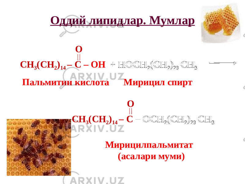 Оддий липидлар. Мумлар СН 3 (СН 2 ) 14 – С – ОСН 2 (СН 2 ) 29 СН 3О Мирицилпальмитат (асалари муми)СН 3 (СН 2 ) 14 – С – ОН + НОСН 2 (СН 2 ) 29 СН 3 Пальмитин кислота Мирицил спирт О 