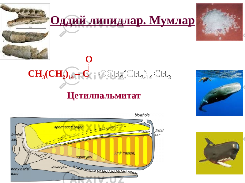 Оддий липидлар. Мумлар СН 3 (СН 2 ) 14 – С – ОСН 2 (СН 2 ) 14 СН 3О Цетилпальмитат 