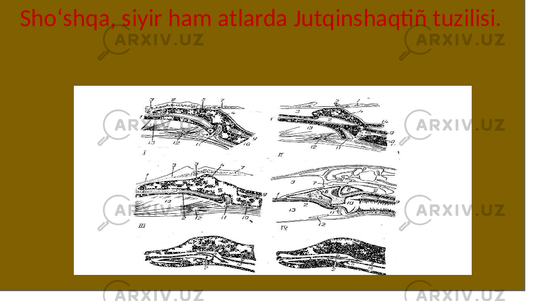 Shoʻshqa, siyir ham atlarda Jutqinshaqtiñ tuzilisi. 