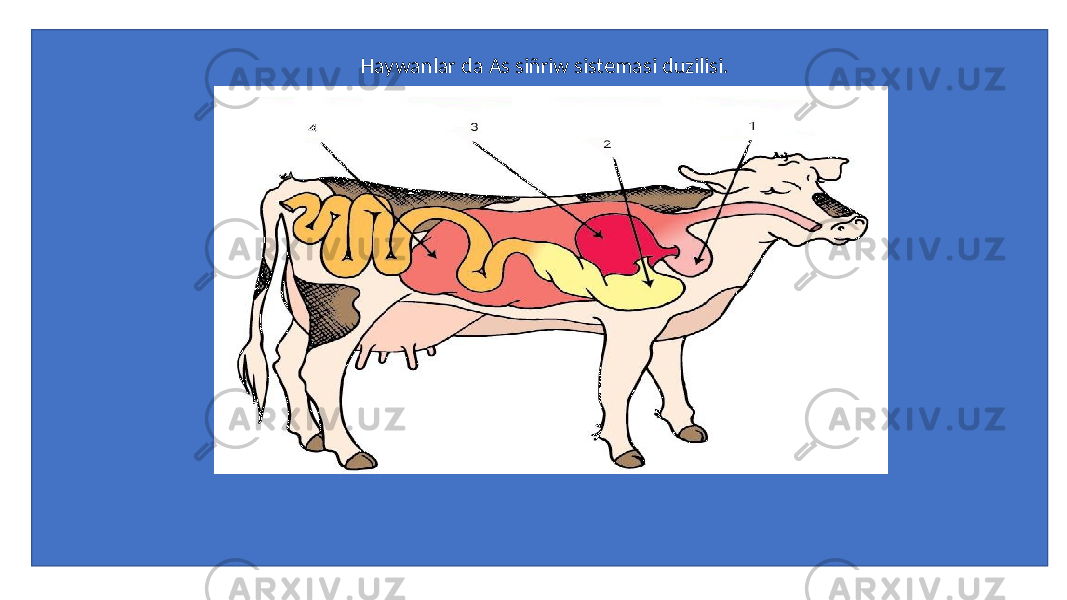 Haywanlar da As siñriw sistemasi duzilisi. 