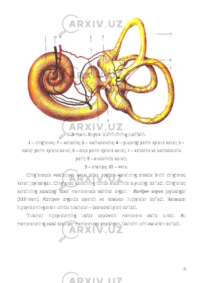 118-rasm. Suyak labirintining tuzilishi. 1 – chig’anoq; 2 – xaltacha; 3 – bachadoncha; 4 – yuqorigi yarim aylana kanal; 5 – tashqi yarim aylana kanal; 6 – orqa yarim aylana kanal; 7 – xaltacha va bachadoncha yo’li; 8 – endolimfa kanali; 9 – arteriya; 10 – vena. Chig’anoqda vestibulyar kanal bilan nog’ora kanalning orasida 3-chi chig’anoq kanali joylashgan. Chig’anoq kanalining ichida endolimfa suyuqligi bo’ladi. Chig’anoq kanalining asosidagi bazal membranada eshitish organi - Kortiyev organ joylashgan (119-rasm). Kortiyev organda tayanch va retseptor hujayralar bo’ladi. Retseptor hujayralarning erkin uchida tukchalar – (stereotsiliylar) bo’ladi. Tukchali hujayralarning ustida qoplovchi membrana osilib turadi. Bu membrananing asosi bazillyar membranaga yopishgan, ikkinchi uchi esa erkin bo’ladi. 16 