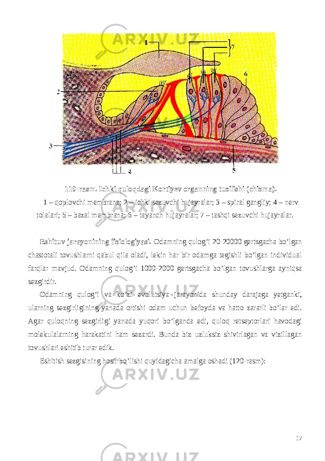 119-rasm. Ichki quloqdagi Kortiyev organning tuzilishi (chizma). 1 – qoplovchi membrana; 2 – ichki sezuvchi hujayralar; 3 – spiral gangliy; 4 – nerv tolalari; 5 – bazal membrana; 6 – tayanch hujayralar; 7 – tashqi sezuvchi hujayralar. Eshituv jarayonining fiziologiyasi. Odamning qulog’i 20-20000 gertsgacha bo’lgan chastotali tovushlarni qabul qila oladi, lekin har bir odamga tegishli bo’lgan individual farqlar mavjud. Odamning qulog’i 1000-2000 gertsgacha bo’lgan tovushlarga ayniqsa sezgirdir. Odamning qulog’i va ko’zi evolutsiya jarayonida shunday darajaga yetganki, ularning sezgirligining yanada ortishi odam uchun befoyda va hatto zararli bo’lar edi. Agar quloqning sezgirligi yanada yuqori bo’lganda edi, quloq retseptorlari havodagi molekulalarning harakatini ham sezardi. Bunda biz uzluksiz shivirlagan va vizillagan tovushlari eshitib turar edik. Eshitish sezgisining hosil bo’lishi quyidagicha amalga oshadi (120-rasm): 17 