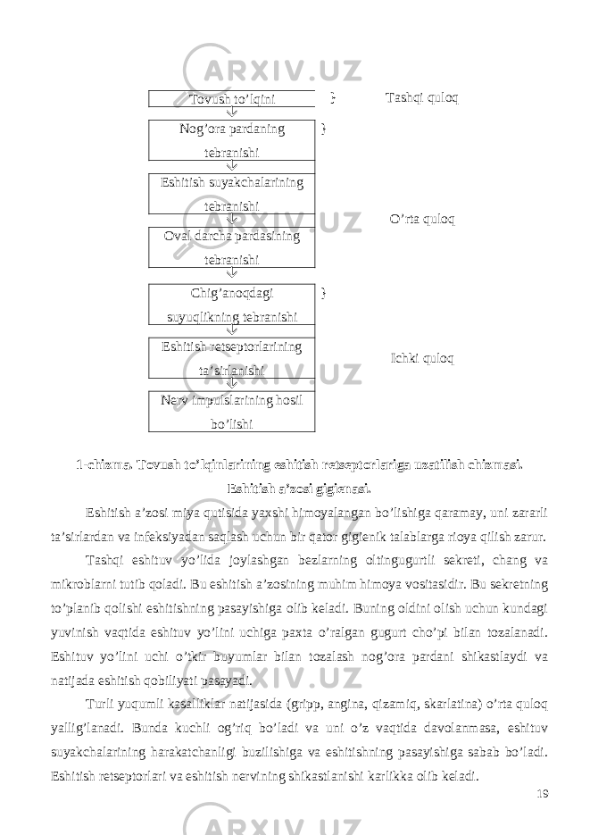 } Tashqi quloq Tovush to’lqini  Nog’ora pardaning tebranishi } O’rta quloq Eshitish suyakchalarining tebranishi  Oval darcha pardasining tebranishi  Chig’anoqdagi suyuqlikning tebranishi } Ichki quloq Eshitish retseptorlarining ta’sirlanishi  Nerv impulslarining hosil bo’lishi 1-chizma. Tovush to’lqinlarining eshitish retseptorlariga uzatilish chizmasi. Eshitish a’zosi gigienasi. Eshitish a’zosi miya qutisida yaxshi himoyalangan bo’lishiga qaramay, uni zararli ta’sirlardan va infeksiyadan saqlash uchun bir qator gigienik talablarga rioya qilish zarur. Tashqi eshituv yo’lida joylashgan bezlarning oltingugurtli sekreti, chang va mikroblarni tutib qoladi. Bu eshitish a’zosining muhim himoya vositasidir. Bu sekretning to’planib qolishi eshitishning pasayishiga olib keladi. Buning oldini olish uchun kundagi yuvinish vaqtida eshituv yo’lini uchiga paxta o’ralgan gugurt cho’pi bilan tozalanadi. Eshituv yo’lini uchi o’tkir buyumlar bilan tozalash nog’ora pardani shikastlaydi va natijada eshitish qobiliyati pasayadi. Turli yuqumli kasalliklar natijasida (gripp, angina, qizamiq, skarlatina) o’rta quloq yallig’lanadi. Bunda kuchli og’riq bo’ladi va uni o’z vaqtida davolanmasa, eshituv suyakchalarining harakatchanligi buzilishiga va eshitishning pasayishiga sabab bo’ladi. Eshitish retseptorlari va eshitish nervining shikastlanishi karlikka olib keladi. 19 