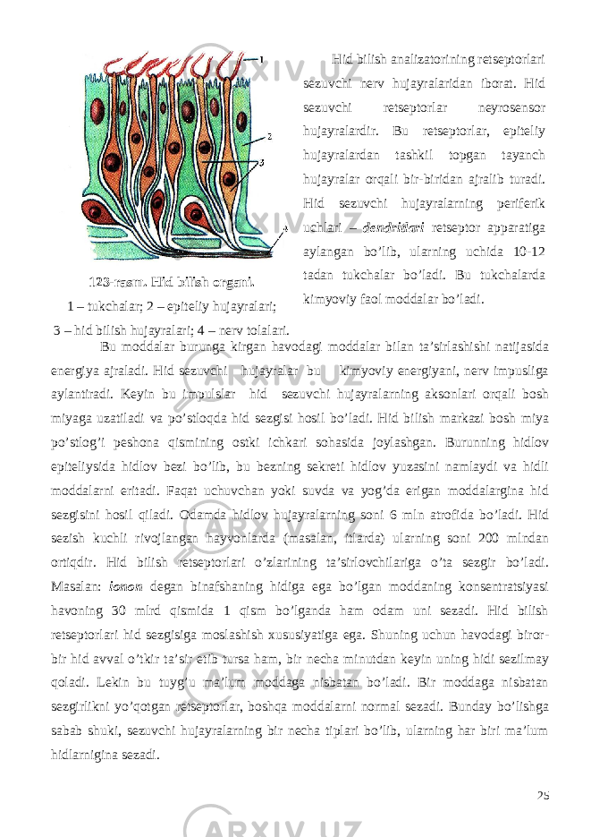 123-rasm. Hid bilish organi. 1 – tukchalar; 2 – epiteliy hujayralari; 3 – hid bilish hujayralari; 4 – nerv tolalari. Hid bilish analizatorining retseptorlari sezuvchi nerv hujayralaridan iborat. Hid sezuvchi retseptorlar neyrosensor hujayralardir. Bu retseptorlar, epiteliy hujayralardan tashkil topgan tayanch hujayralar orqali bir-biridan ajralib turadi. Hid sezuvchi hujayralarning periferik uchlari – dendritlari retseptor apparatiga aylangan bo’lib, ularning uchida 10-12 tadan tukchalar bo’ladi. Bu tukchalarda kimyoviy faol moddalar bo’ladi. Bu moddalar burunga kirgan havodagi moddalar bilan ta’sirlashishi natijasida energiya ajraladi. Hid sezuvchi hujayralar bu kimyoviy energiyani, nerv impusliga aylantiradi. Keyin bu impulslar hid sezuvchi hujayralarning aksonlari orqali bosh miyaga uzatiladi va po’stloqda hid sezgisi hosil bo’ladi. Hid bilish markazi bosh miya po’stlog’i peshona qismining ostki ichkari sohasida joylashgan. Burunning hidlov epiteliysida hidlov bezi bo’lib, bu bezning sekreti hidlov yuzasini namlaydi va hidli moddalarni eritadi. Faqat uchuvchan yoki suvda va yog’da erigan moddalargina hid sezgisini hosil qiladi. Odamda hidlov hujayralarning soni 6 mln atrofida bo’ladi. Hid sezish kuchli rivojlangan hayvonlarda (masalan, itlarda) ularning soni 200 mlndan ortiqdir. Hid bilish retseptorlari o’zlarining ta’sirlovchilariga o’ta sezgir bo’ladi. Masalan: ionon degan binafshaning hidiga ega bo’lgan moddaning konsentratsiyasi havoning 30 mlrd qismida 1 qism bo’lganda ham odam uni sezadi. Hid bilish retseptorlari hid sezgisiga moslashish xususiyatiga ega. Shuning uchun havodagi biror- bir hid avval o’tkir ta’sir etib tursa ham, bir necha minutdan keyin uning hidi sezilmay qoladi. Lekin bu tuyg’u ma’lum moddaga nisbatan bo’ladi. Bir moddaga nisbatan sezgirlikni yo’qotgan retseptorlar, boshqa moddalarni normal sezadi. Bunday bo’lishga sabab shuki, sezuvchi hujayralarning bir necha tiplari bo’lib, ularning har biri ma’lum hidlarnigina sezadi. 25 