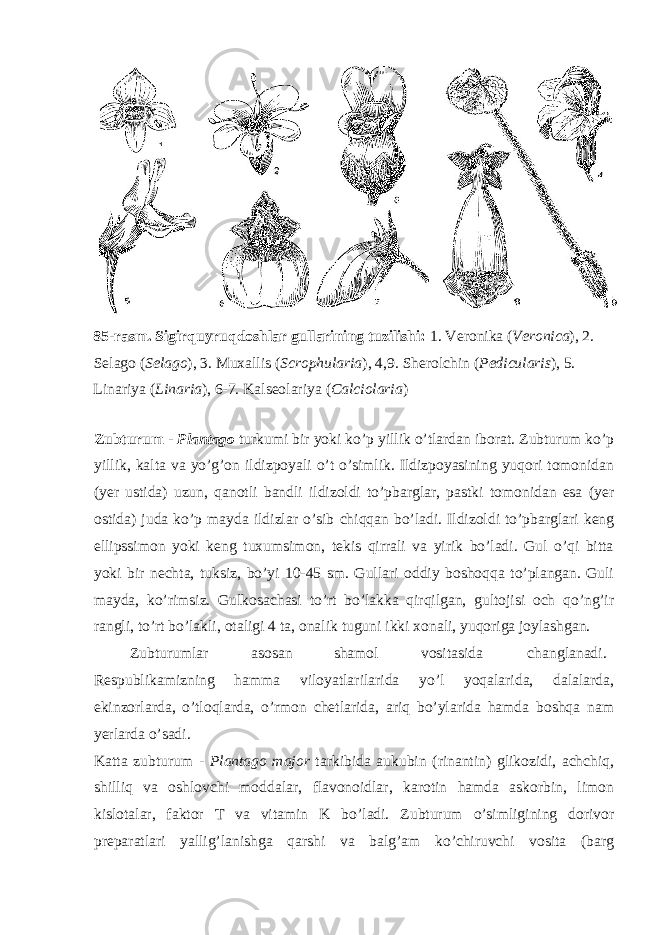 85-rasm. Sigirquyruqdoshlar gullarining tuzilishi: 1. Veronika ( Veronica ), 2. Selago ( Selago ), 3. Muxallis ( Scrophularia ), 4,9. Sherolchin ( Pedicularis ), 5. Linariya ( Linaria ), 6-7. Kalseolariya ( Calciolaria ) Zubturum - Plantago turkumi bir yoki ko’p yillik o’tlardan iborat. Zubturum ko’p yillik, kalta va yo’g’on ildizpoyali o’t o’simlik. Ildizpoyasining yuqori tomonidan (yer ustida) uzun, qanotli bandli ildizoldi to’pbarglar, pastki tomonidan esa (yer ostida) juda ko’p mayda ildizlar o’sib chiqqan bo’ladi. Ildizoldi to’pbarglari keng ellipssimon yoki keng tuxumsimon, tekis qirrali va yirik bo’ladi. Gul o’qi bitta yoki bir nechta, tuksiz, bo’yi 10-45 sm. Gullari oddiy boshoqqa to’plangan. Guli mayda, ko’rimsiz. Gulkosachasi to’rt bo’lakka qirqilgan, gultojisi och qo’ng’ir rangli, to’rt bo’lakli, otaligi 4 ta, onalik tuguni ikki xonali, yuqoriga joylashgan. Zubturumlar asosan shamol vositasida changlanadi. Respublikamizning hamma viloyatlarilarida yo’l yoqalarida, dalalarda, ekinzorlarda, o’tloqlarda, o’rmon chetlarida, ariq bo’ylarida hamda boshqa nam yerlarda o’sadi. Katta zubturum - Plantago major tarkibida aukubin (rinantin) glikozidi, achchiq, shilliq va oshlovchi moddalar, flavonoidlar, karotin hamda askorbin, limon kislotalar, faktor T va vitamin K bo’ladi. Zubturum o’simligining dorivor preparatlari yallig’lanishga qarshi va balg’am ko’chiruvchi vosita (barg 