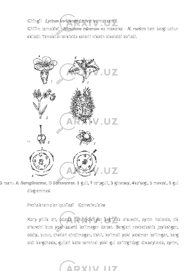 Chingil - Lycium barbarum dorivor va manzarali. Chilim tamakisi - Nicotiana tabacum va moxorka - N. rustica ham bargi uchun ekiladi. Tamakilar tarkibida zaharli nikotin alkoloidi bo’ladi. 83-rasm. A- Boraginaceae , Б - Solanacea е . 1-guli, 2-to’pguli, 3-ginetsey, 4ko’sagi, 5-mevasi, 6-gul diagrammasi Pechaknamolar qabilasi – Convolvulales Ko’p yillik o’t, odatda liana yoki yer bag’irlab o’suvchi, ayrim hollarda, tik o’suvchi buta yoki baland bo’lmagan daraxt. Barglari navbatlashib joylashgan, oddiy, butun, chetlari qirqilmagan, tishli, bo’lmali yoki patsimon bo’lingan, barg oldi bargchasiz, gullari katta terminal yoki gul qo’ltig’idagi dixaziylarda, ayrim, 