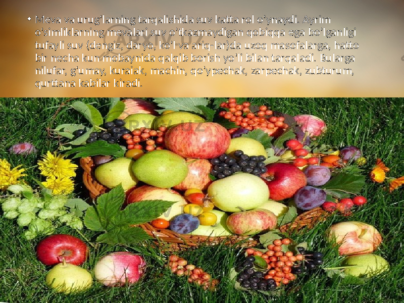 • Meva va urug&#39;larning tarqalishida suv katta rol o&#39;ynaydi. Ayrim o&#39;simliklarning mevalari suv o&#39;tkazmaydigan qobiqqa ega bo&#39;lganligi tufayli suv (dengiz, daryo, ko&#39;l va ariq-lar)da uzoq masofalarga, hatto bir necha kun mobaynida qalqib borish yo&#39;li bilan tarqaladi. Bularga nilufar, g&#39;umay, kuraiak, machin, qo&#39;ypechak, zarpechak, zubturum, qurttana kabilar kiradi. 