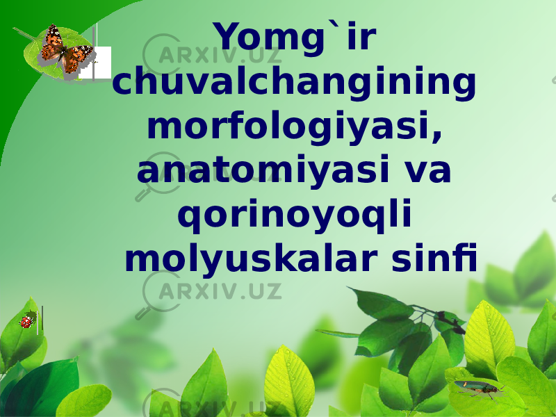 Yomg`ir chuvalchangining morfologiyasi, anatomiyasi va qorinoyoqli molyuskalar sinfi 