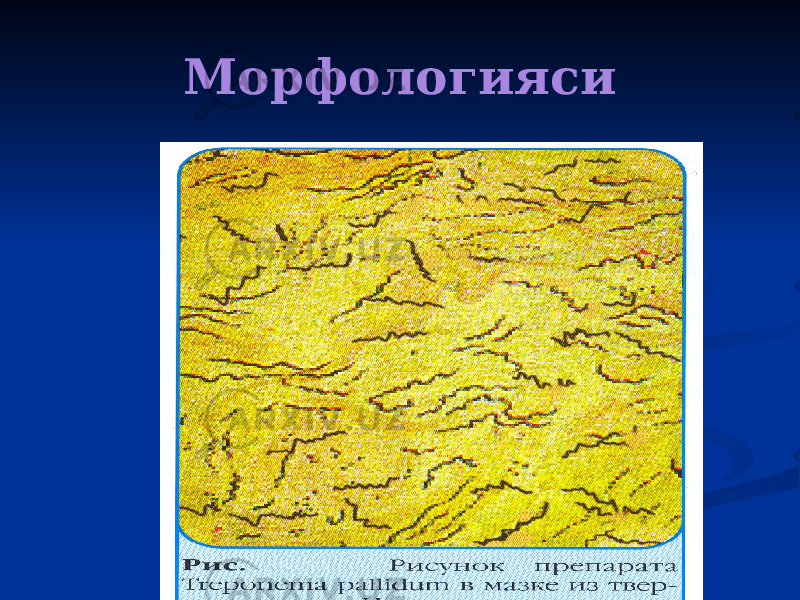 Морфологияси 