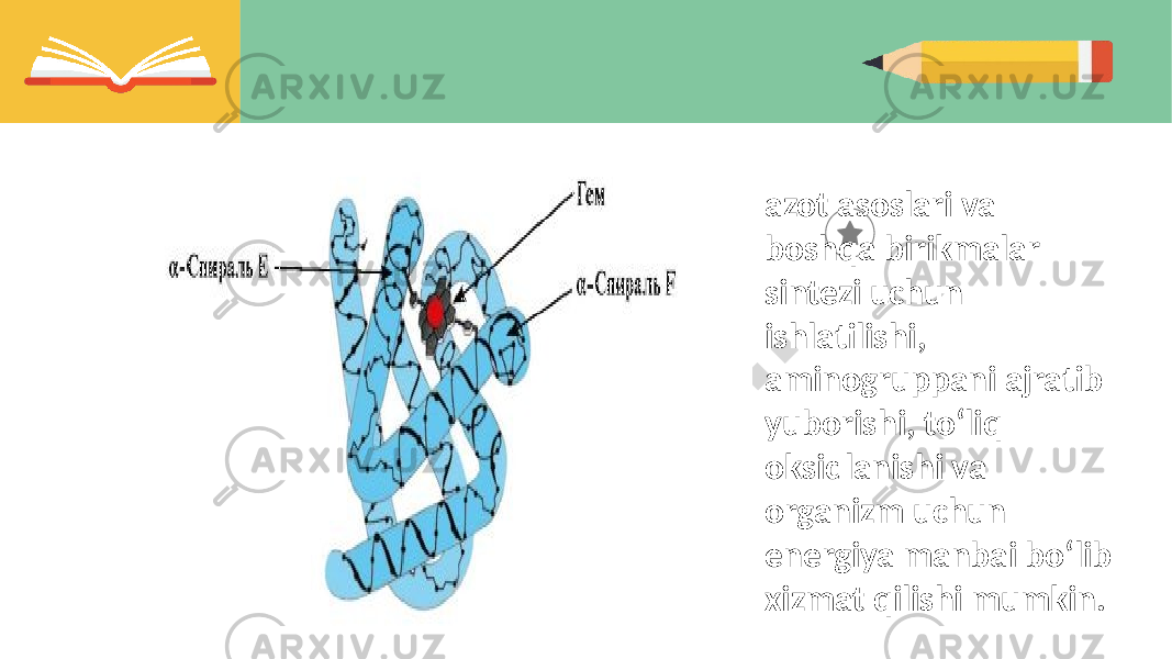 azot asoslari va boshqa birikmalar sintezi uchun ishlatilishi, aminogruppani ajratib yuborishi, toʻliq oksidlanishi va organizm uchun energiya manbai boʻlib xizmat qilishi mumkin. 