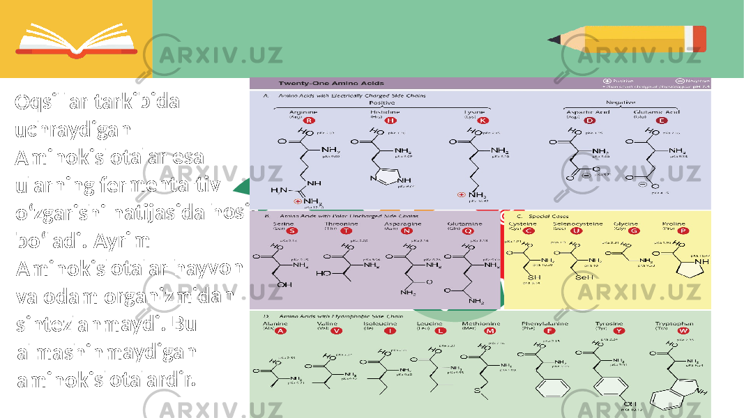 O q s il la r ta r k ib id a u c h ra y d ig a n A m in o k is lo t a la r e s a u la r n in g f e r m e n t a -ti v o ʻz g a r is h i n a ti ja s id a h o s il b o ʻl a d i. A y ri m A m in o k is lo t a la r h a y v o n va o d a m o rg a n iz m id a n si n t e z la n m a y d i. B u a lm a s h in m a y d ig a n a m in o k isl o t a la r d ir. 