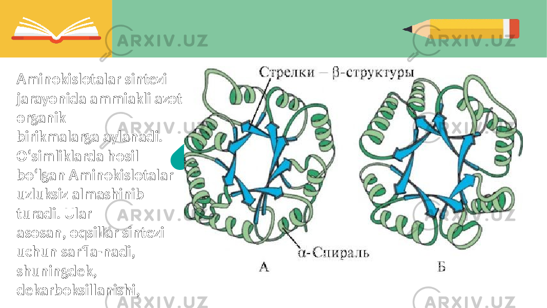 Aminokislotalar sintezi jarayonida ammiakli azot organik birikmalarga aylanadi. Oʻsimliklarda hosil boʻlgan Aminokislotalar uzluksiz almashinib turadi. Ular asosan, oqsillar sintezi uchun sarfla-nadi, shuningdek, dekarboksillanishi, 