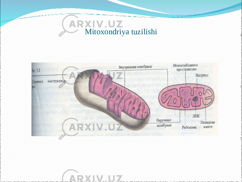 Mitoxondriya tuzilishi 