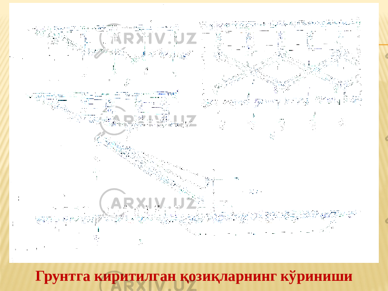 Грунтга киритилган қозиқларнинг кўриниши 