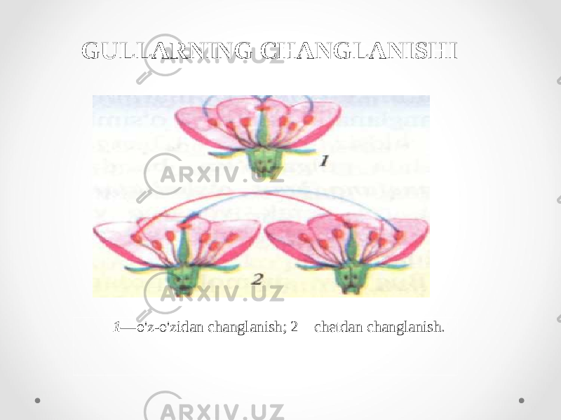 GULLARNING CHANGLANISHI 1— o&#39;z-o&#39;zidan changlanish; 2—chetdan changlanish. 