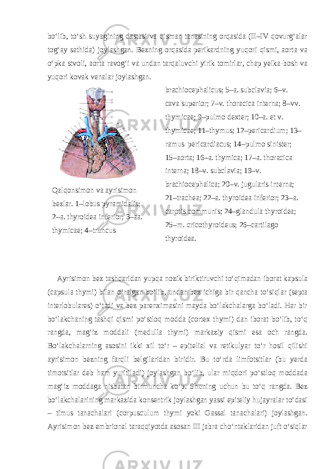 bo‘lib, to‘sh suyagining dastasi va qisman tanasining orqasida (II–IV qovurg‘alar tog‘ay sathida) joylashgan. Bezning orqasida perikardning yuqori qismi, aorta va o‘pka stvoli, aorta ravog‘i va undan tarqaluvchi yirik tomirlar, chap yelka-bosh va yuqori kovak venalar joylashgan. Qalqonsimon va ayrisimon bezlar. 1–lobus pyramidalis; 2–a. thyroidea inferior; 3–aa. thymicae; 4–truncus brachiocephalicus; 5–a. subclavia; 6–v. cava superior; 7–v. thoracica interna; 8–vv. thymicae; 9–pulmo dexter; 10–a. et v. thymicae; 11–thymus; 12–pericardium; 13– ramus pericardiacus; 14–pulmo sinister; 15–aorta; 16–a. thymica; 17–a. thoracica interna; 18–v. subclavia; 19–v. brachiocephalica; 20–v. jugularis interna; 21–trachea; 22–a. thyroidea inferior; 23–a. carotis communis; 24–glandula thyroidea; 25–m. cricothyroideus; 26–cartilago thyroidea. Ayrisimon bez tashqaridan yupqa nozik biriktiruvchi to‘qimadan iborat kapsula (capsula thymi) bilan o‘ralgan bo‘lib, undan bez ichiga bir qancha to‘siqlar (septa interlobulares) o‘tadi va bez parenximasini mayda bo‘lakchalarga bo‘ladi. Har bir bo‘lakchaning tashqi qismi po‘stloq modda (cortex thymi) dan iborat bo‘lib, to‘q rangda, mag‘iz moddali (medulla thymi) markaziy qismi esa och rangda. Bo‘lakchalarning asosini ikki xil to‘r – epitelial va retikulyar to‘r hosil qilishi ayrisimon bezning farqli belgilaridan biridir. Bu to‘rda limfotsitlar (bu yerda timotsitlar deb ham yuritiladi) joylashgan bo‘lib, ular miqdori po‘stloq moddada mag‘iz moddaga nisbatan birmuncha ko‘p. Shuning uchun bu to‘q rangda. Bez bo‘lakchalarining markazida konsentrik joylashgan yassi epiteliy hujayralar to‘dasi – timus tanachalari (corpusculum thymi yoki Gassal tanachalari) joylashgan. Ayrisimon bez embrional taraqqiyotda asosan III jabra cho‘ntaklaridan juft o‘siqlar 