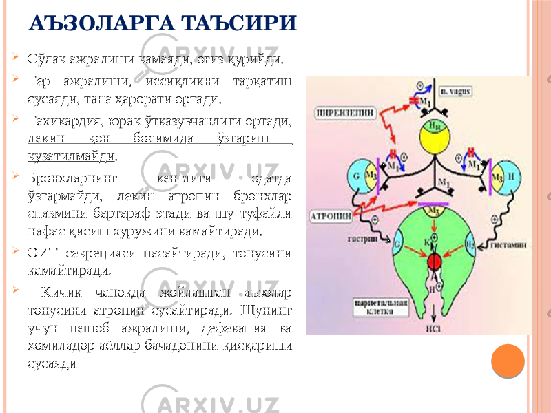 АЪЗОЛАРГА ТАЪСИРИ  Сўлак ажралиши камаяди, оғиз қурийди.  Тер ажралиши, иссиқликни тарқатиш сусаяди, тана ҳарорати ортади.  Тахикардия, юрак ўтказувчанлиги ортади, лекин қон босимида ўзгариш кузатилмайди .  Бронхларнинг кенглиги одатда ўзгармайди, лекин атропин бронхлар спазмини бартараф этади ва шу туфайли нафас қисиш хуружини камайтиради.  ОИТ секрецияси пасайтиради, тонусини камайтиради.  Кичик чаноқда жойлашган аъзолар тонусини атропин сусайтиради. Шунинг учун пешоб ажралиши, дефекация ва хомиладор аёллар бачадонини қисқариши сусаяди 