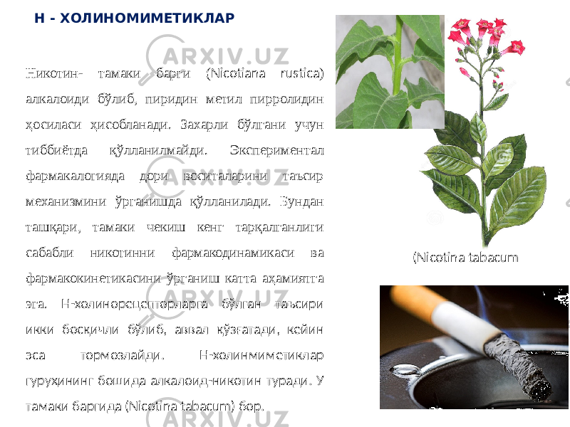 Никотин- тамаки барги ( Nicotiana rustica ) алкалоиди бўлиб, пиридин метил пирролидин ҳосиласи ҳисобланади. Захарли бўлгани учун тиббиётда қўлланилмайди. Экспериментал фармакалогияда дори воситаларини таъсир механизмини ўрганишда қўлланилади. Бундан ташқари, тамаки чекиш кенг тарқалганлиги сабабли никотинни фармакодинамикаси ва фармакокинетикасини ўрганиш катта аҳамиятга эга. Н-холинорецепторларга бўлган таъсири икки босқичли бўлиб, аввал қўзғатади, кейин эса тормозлайди. Н-холинмиметиклар гуруҳининг бошида алкалоид-никотин туради. У тамаки баргида (Nicotina tabacum) бор. Н - ХОЛИНОМИМЕТИКЛАР (Nicotina tabacum 