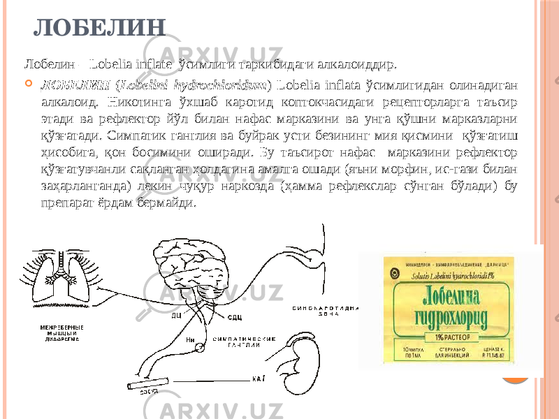 ЛОБЕЛИН Лобелин – Lobelia inflate ўсимлиги таркибидаги алкалоиддир.  ЛОБЕЛИН ( Lobelini hydrochloridum ) Lobеlia inflata ўсимлигидан олинадиган алкалоид. Никотинга ўхшаб каротид коптокчасидаги рецепторларга таъсир этади ва рефлектор йўл билан нафас марказини ва унга қўшни марказларни қўзғатади. Симпатик ганглия ва буйрак усти безининг мия қисмини қўзғатиш ҳисобига, қон босимини оширади. Бу таъсирот нафас марказини рефлектор қўзғатувчанли сақланган ҳолдагина амалга ошади (яъни морфин, ис-гази билан заҳарланганда) лекин чуқур наркозда (ҳамма рефлекслар сўнган бўлади) бу препарат ёрдам бермайди. 