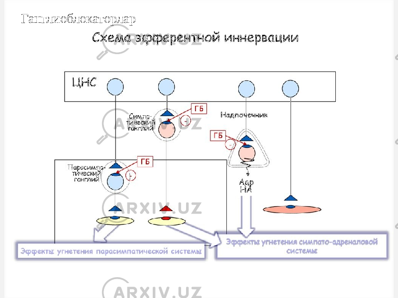 Ганглиоблокаторлар 