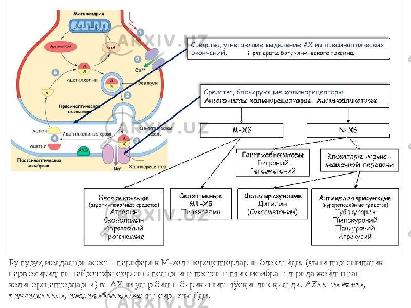 Бу гуруҳ моддалари асосан периферик М-холинорецепторларни блоклайди. (яъни парасимпатик нерв охиридаги нейроэффектор синапсларнинг постсинаптик мембраналарида жойлашган холинорецепторларни) ва АХни улар билан бирикишига тўсқинлик қилади. АХни синтези, парчаланиши, ажралиб чиқишга таъсир этмайди. 