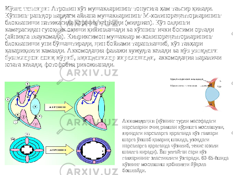 Кўзга таъсири : Aтропин кўз мушакларининг тонусига ҳам таъсир қилади. Кўзнинг рангдор пардаси айлана мушакларининг М-холинорецепторларининг блокланиши натижасида қорачиқ кенгаяди (мидриаз). Кўз олдинги камерасидан суюқлик оқиши қийинлашади ва кўзнинг ички босими ортади (айниқса глаукомада). Киприксимон мушаклар м-холинорецепторларининг блокланиши уни бўшаштиради, цин бойлами таранглашиб, кўз гавҳари қавариқлиги камаяди. Aккомодация фалажи вужудга келади ва кўз узоқдаги буюмларни аниқ кўриб, яқиндагилар хиралашади, аккомодация параличи юзага келади, фотофобия ривожланади. Aккомодация (кўзнинг турли масофадаги нарсаларни очиқ равшан кўришга мослашуви, яқиндаги нарсаларга қараганда кўз гавхари шарга ўхшаб қавариқ шаклда, узоқдаги нарсаларга қараганда чўзилиб, текис юзали шаклга киради). Ёш улғайган сари кўз гавхарининг эластиклиги ўзгаради. 60-65 ёшида кўзнинг мослашиш қобилияти йўқола бошлайди. 