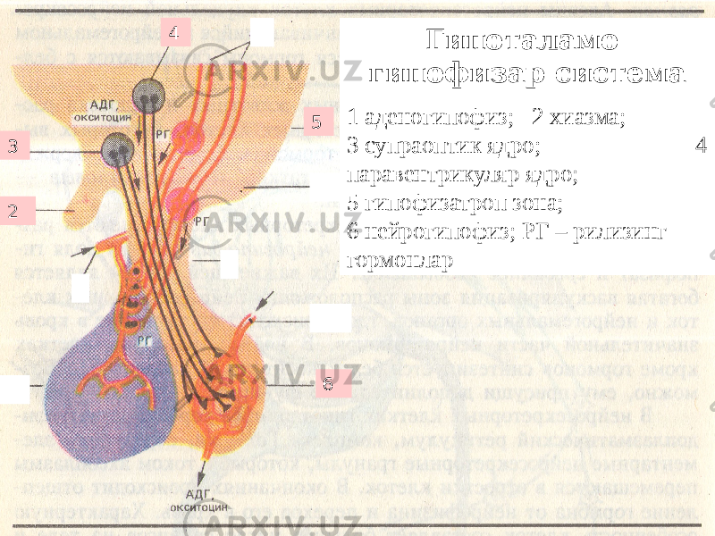 Гипоталамо гипофизар система 1 аденогипофиз; 2 хиазма; 3 супраоптик ядро; 4 паравентрикуляр ядро; 5 гипофизатроп зона; 6 нейрогипофиз; РГ – рилизинг гормонлар 23 4 5 6 