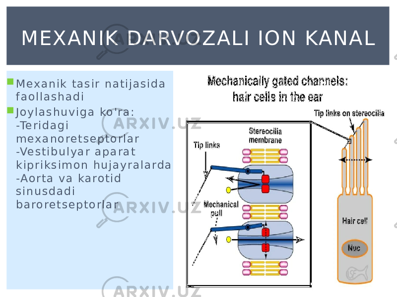  M e x a n i k t a s i r n a t i j a s i d a f a o l l a s h a d i  J o y l a s h u v i g a ko &#39; r a : -Te r i d a g i m e x a n o r e t s e p t o r l a r -Ve s t i b u l y a r a p a r a t k i p r i k s i m o n h u j a y r a l a r d a - A o r t a v a k a r o t i d s i n u s d a d i b a r o r e t s e p t o r l a r M E X A N I K DA RVO Z A L I I O N KA N A L 