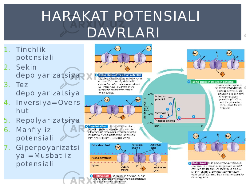 1. Ti n c h l i k p o t e n s i a l i 2. S e k i n d e p o l y a r i z a t s i y a 3. Te z d e p o l y a r i z a t s i y a 4. I n v e r s i y a = O v e r s h u t 5. Re p o l y a r i z a t s i y a 6. M a n fi y i z p o t e n s i a l i 7. G i p e r p o y a r i z a t s i y a = M u s b a t i z p o t e n s i a l i H ARAKAT POTENSIAL I DAVRL ARI 