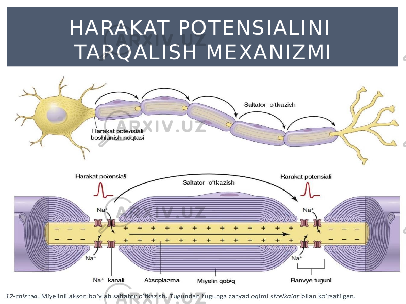 H A RA KAT P O T E N S I A L I N I TA R Q A L I S H M E X A N I Z M I 