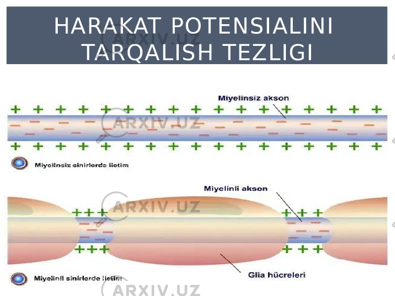 HARAKAT POTENSIALINI TARQALISH TEZL IGI 