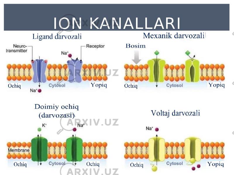 ION KANALL ARI 