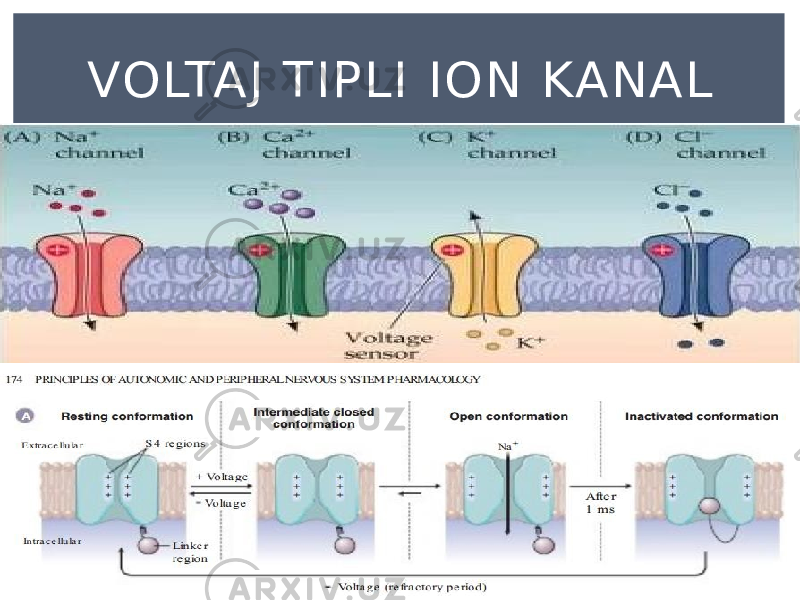 VOLTAJ TIPLI ION KANAL 