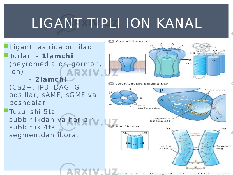  L i g a n t t a s i r i d a o c h i l a d i  Tu r l a r i – 1 l a m c h i ( n e y r o m e d i a t o r , g o r m o n , i o n ) – 2 l a m c h i ( C a 2 + , I P 3 , D A G , G o q s i l l a r , s A M F , s G M F v a b o s h q a l a r  Tu z u l i s h i 5 t a s u b b i r l i k d a n v a h a r b i r s u b b i r l i k 4 t a s e g m e n t d a n i b o r a t LIGANT TIPLI ION KANAL 