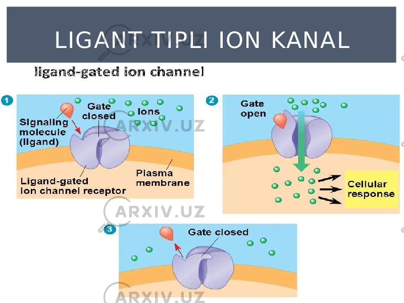 LIGANT TIPLI ION KANAL 