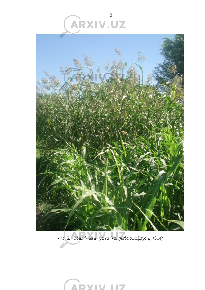Рис. 5 . Общий вид травы Колумба (Сафаров, 2014)40 