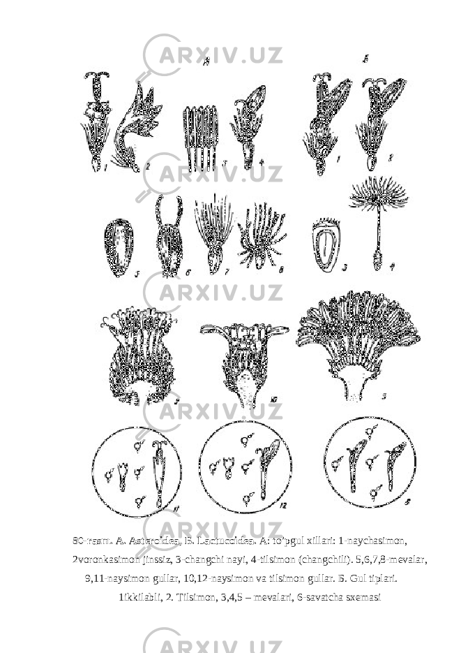 80-rasm. A. Asteroidea, Б . Lactucoidea. A: to’pgul xillari: 1-naychasimon, 2voronkasimon jinssiz, 3-changchi nayi, 4-tilsimon (changchili). 5,6,7,8-mevalar, 9,11-naysimon gullar, 10,12-naysimon va tilsimon gullar. Б . Gul tiplari. 1ikkilabli, 2. Tilsimon, 3,4,5 – mevalari, 6-savatcha sxemasi 