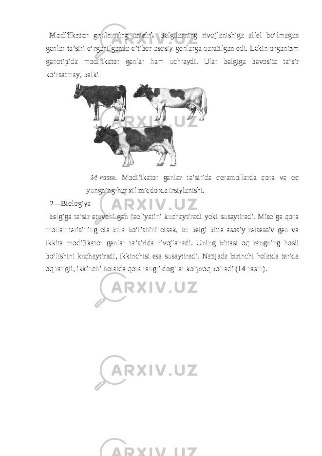 Modifikator genlarning ta’siri. Belgilarning rivojlanishiga allel bo‘lmagan genlar ta’siri o‘rganilganda e’tibor asosiy genlarga qaratilgan edi. Lekin organizm genotipida modifikator genlar ham uchraydi. Ular belgiga bevosita ta’sir ko‘rsatmay, balki 14-rasm. Modifikator genlar ta’sirida qoramollarda qora va oq yungning har xil miqdorda irsiylanishi. 2—Biologiya belgiga ta’sir etuvchi gen faoliyatini kuchaytiradi yoki susaytiradi. Misolga qora mollar terisining ola-bula bo‘lishini olsak, bu belgi bitta asosiy retsessiv gen va ikkita modifikator genlar ta’sirida rivojlanadi. Uning bittasi oq rangning hosil bo‘lishini kuchaytiradi, ikkinchisi esa susaytiradi. Natijada birinchi holatda terida oq rangli, ikkinchi holatda qora rangli dog‘lar ko‘proq bo‘ladi (14-rasm). 