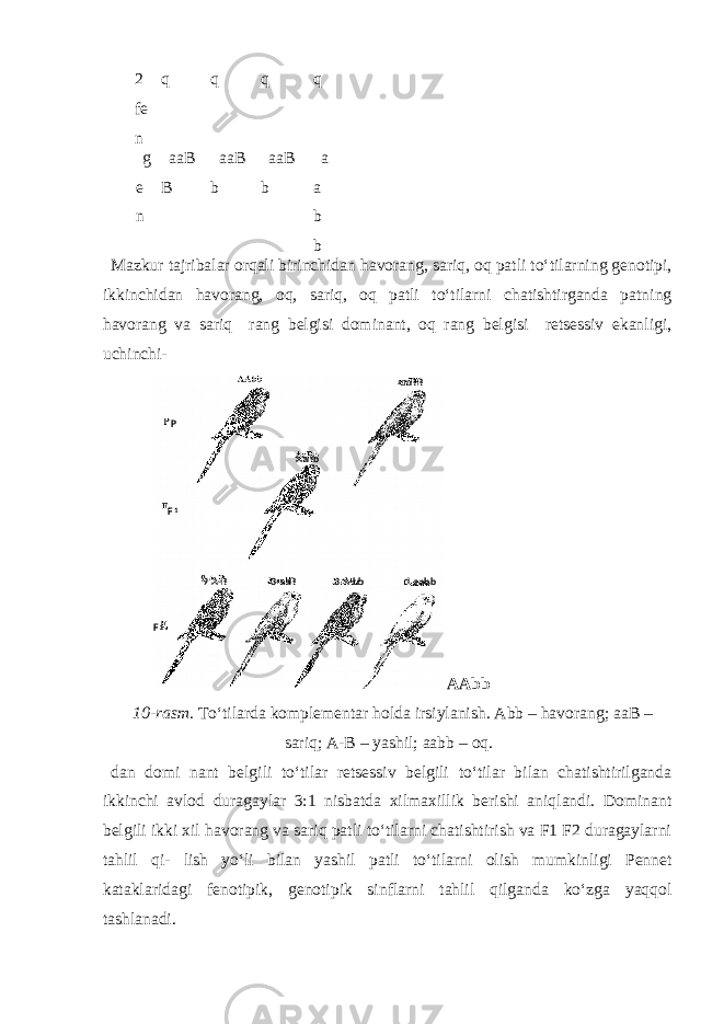 2 fe n q q q q g e n aaB B aaB b aaB b a a b b Mazkur tajribalar orqali birinchidan havorang, sariq, oq patli to‘tilarning genotipi, ikkinchidan havorang, oq, sariq, oq patli to‘tilarni chatishtirganda patning havorang va sariq rang belgisi dominant, oq rang belgisi retsessiv ekanligi, uchinchi- AAbb 10-rasm. To‘tilarda komplementar holda irsiylanish. Abb – havorang; aaB – sariq; A-B – yashil; aabb – oq. dan domi nant belgili to‘tilar retsessiv belgili to‘tilar bilan chatishtirilganda ikkinchi avlod duragaylar 3:1 nisbatda xilmaxillik berishi aniqlandi. Dominant belgili ikki xil havorang va sariq patli to‘tilarni chatishtirish va F1 F2 duragaylarni tahlil qi- lish yo‘li bilan yashil patli to‘tilarni olish mumkinligi Pennet kataklaridagi fenotipik, genotipik sinflarni tahlil qilganda ko‘zga yaqqol tashlanadi. aaBB AaBb 9 A-B 3 aaB 3 A-bb 1 aabbP F 1 F 2 