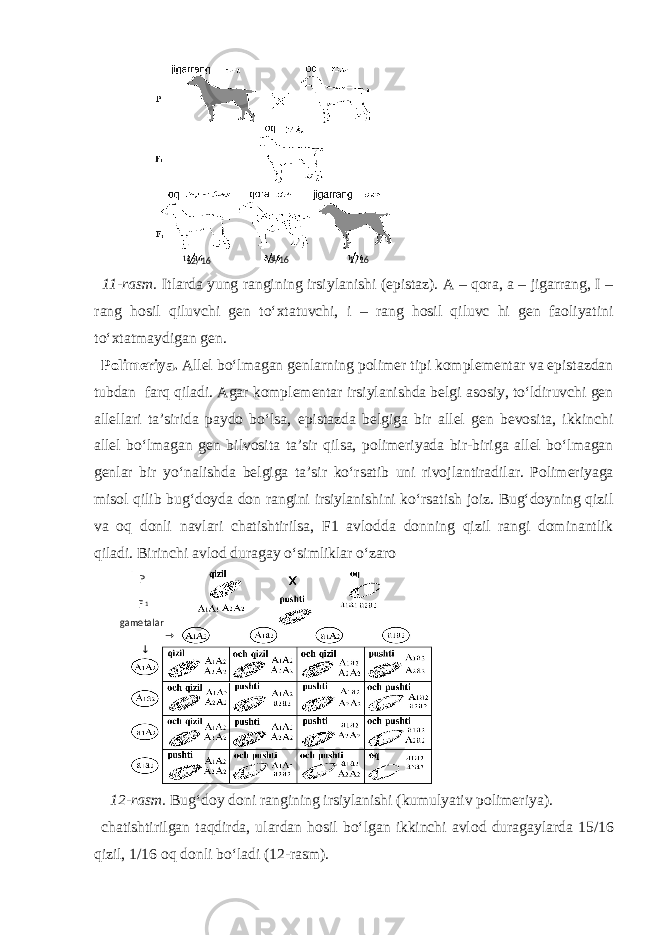 11-rasm. Itlarda yung rangining irsiylanishi (epistaz). A – qora, a – jigarrang, I – rang hosil qiluvchi gen to‘xtatuvchi, i – rang hosil qiluvc hi gen faoliyatini to‘xtatmaydigan gen. Polimeriya. Allel bo‘lmagan genlarning polimer tipi komplementar va epistazdan tubdan farq qiladi. Agar komplementar irsiylanishda belgi asosiy, to‘ldiruvchi gen allellari ta’sirida paydo bo‘lsa, epistazda belgiga bir allel gen bevosita, ikkinchi allel bo‘lmagan gen bilvosita ta’sir qilsa, polimeriyada bir-biriga allel bo‘lmagan genlar bir yo‘nalishda belgiga ta’sir ko‘rsatib uni rivojlantiradilar. Polimeriyaga misol qilib bug‘doyda don rangini irsiylanishini ko‘rsatish joiz. Bug‘doyning qizil va oq donli navlari chatishtirilsa, F1 avlodda donning qizil rangi dominantlik qiladi. Birinchi avlod duragay o‘simliklar o‘zaro 12-rasm. Bug‘doy doni rangining irsiylanishi (kumulyativ polimeriya). chatishtirilgan taqdirda, ulardan hosil bo‘lgan ikkinchi avlod duragaylarda 15/16 qizil, 1/16 oq donli bo‘ladi (12-rasm). 1 / 163 / 16 12 / 16 → ↓P F 1 gametalar 