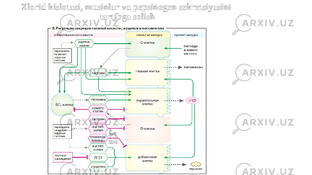 Xlorid kislotasi, musinlar va pepsinogen sekretsiyasini tartibga solish 